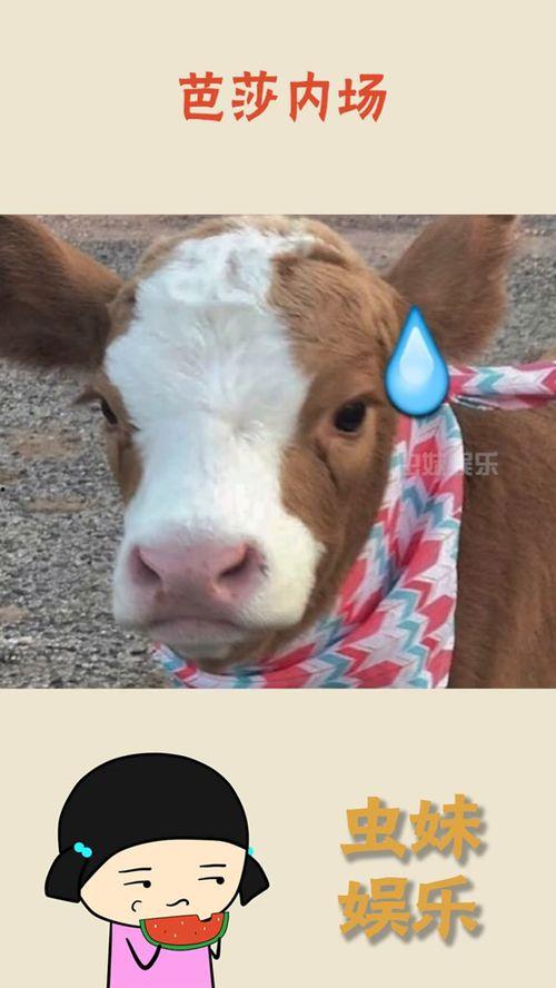 娱乐吃瓜酱火象