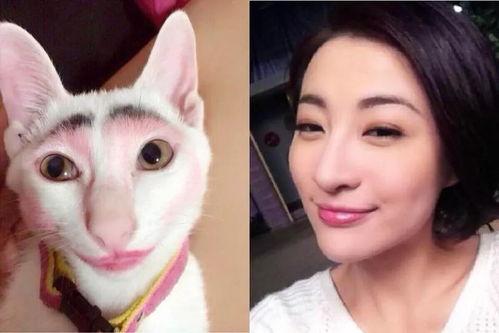 明星像动物,明星们的动物形象揭秘